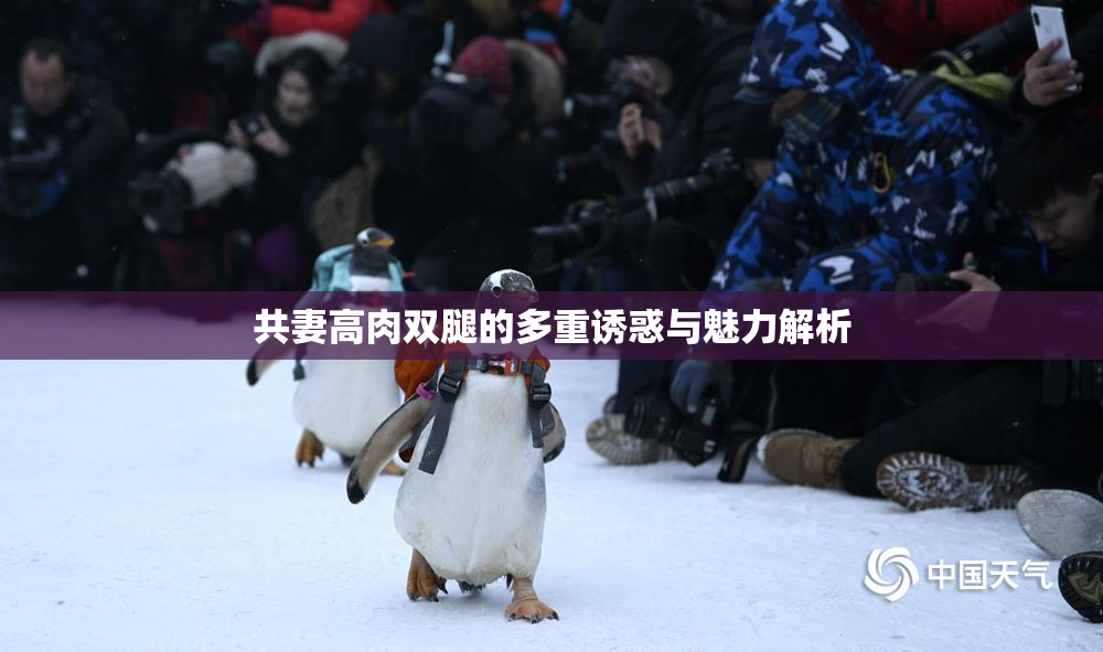 共妻高肉双腿的多重诱惑与魅力解析