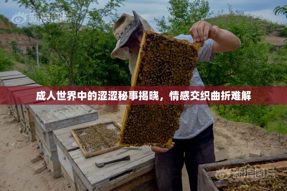 成人世界中的涩涩秘事揭晓，情感交织曲折难解