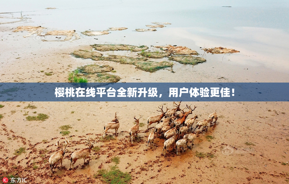 樱桃在线平台全新升级，用户体验更佳！