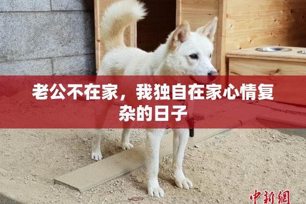 老公不在家，我独自在家心情复杂的日子