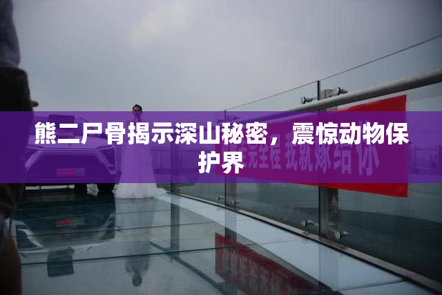 熊二尸骨揭示深山秘密，震惊动物保护界