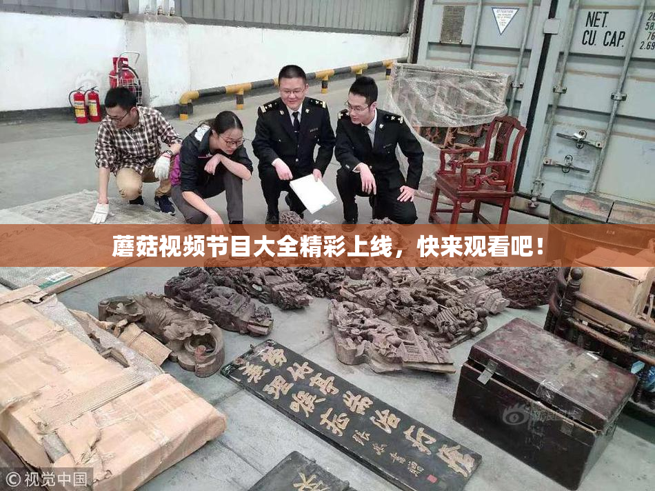 蘑菇视频节目大全精彩上线，快来观看吧！