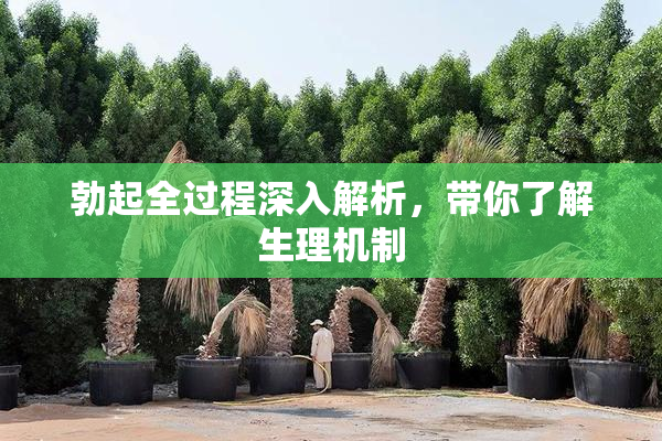 勃起全过程深入解析，带你了解生理机制