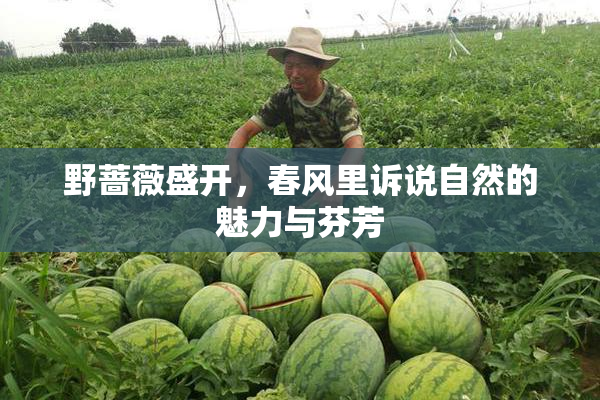 野蔷薇盛开，春风里诉说自然的魅力与芬芳