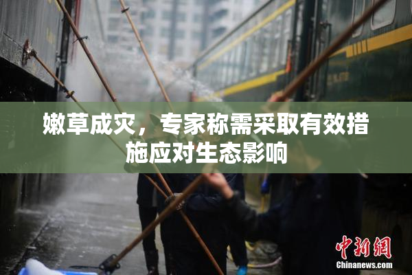 嫩草成灾，专家称需采取有效措施应对生态影响