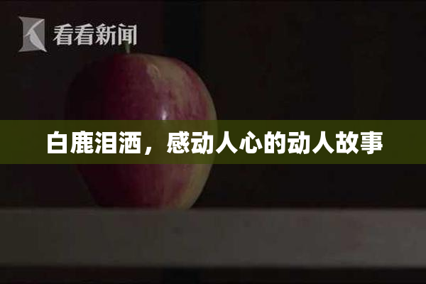 白鹿泪洒，感动人心的动人故事