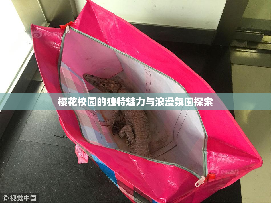 樱花校园的独特魅力与浪漫氛围探索