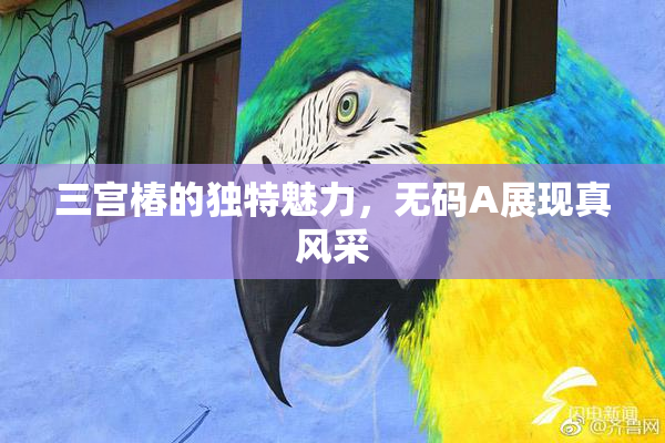 三宫椿的独特魅力，无码A展现真风采