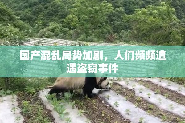 国产混乱局势加剧，人们频频遭遇盗窃事件