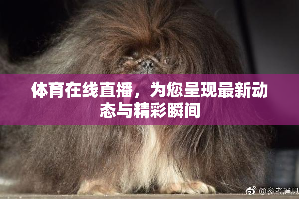 体育在线直播，为您呈现最新动态与精彩瞬间