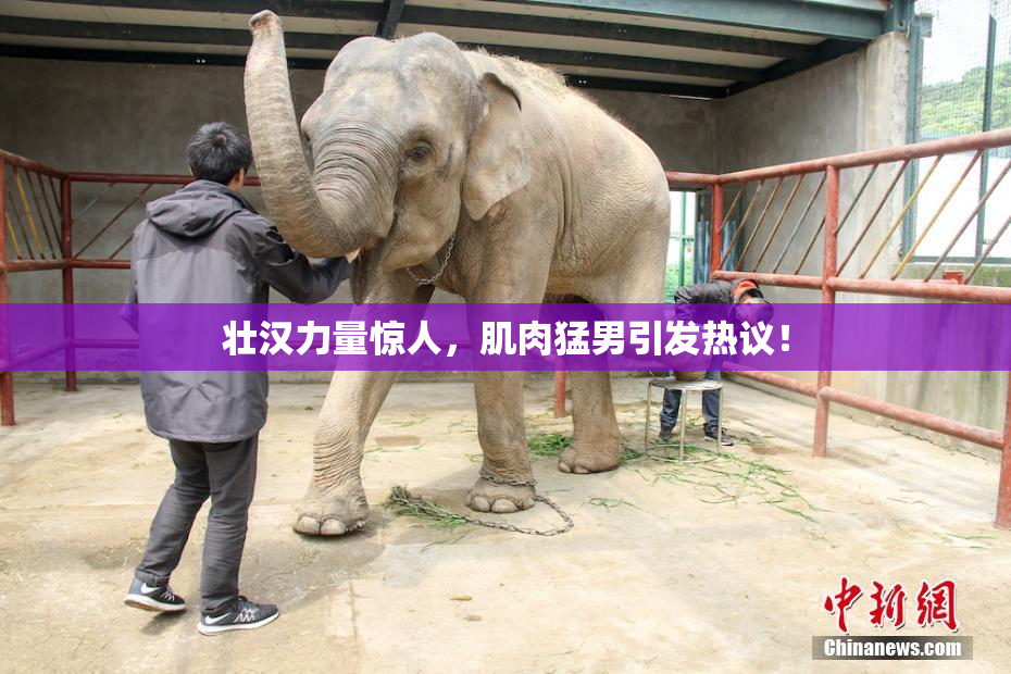 壮汉力量惊人，肌肉猛男引发热议！
