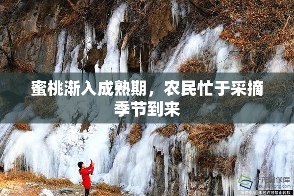 蜜桃渐入成熟期，农民忙于采摘季节到来