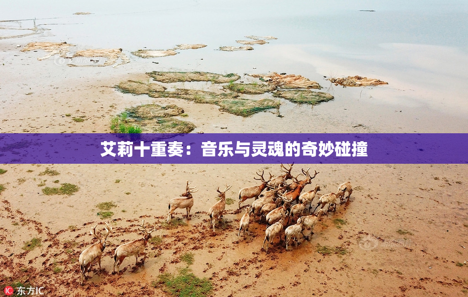 艾莉十重奏：音乐与灵魂的奇妙碰撞