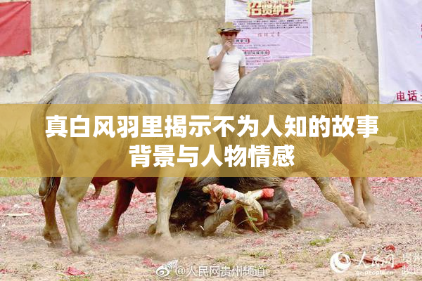 真白风羽里揭示不为人知的故事背景与人物情感