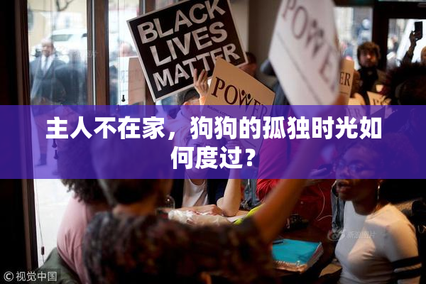 主人不在家，狗狗的孤独时光如何度过？