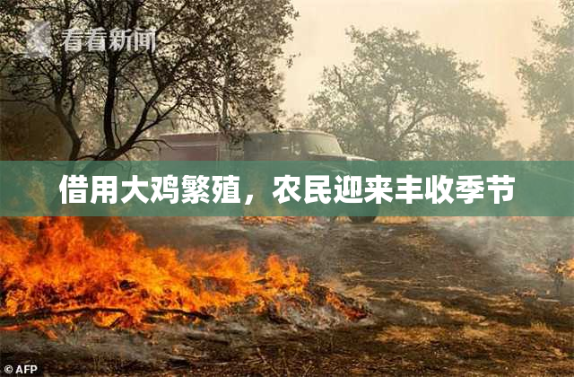 借用大鸡繁殖，农民迎来丰收季节