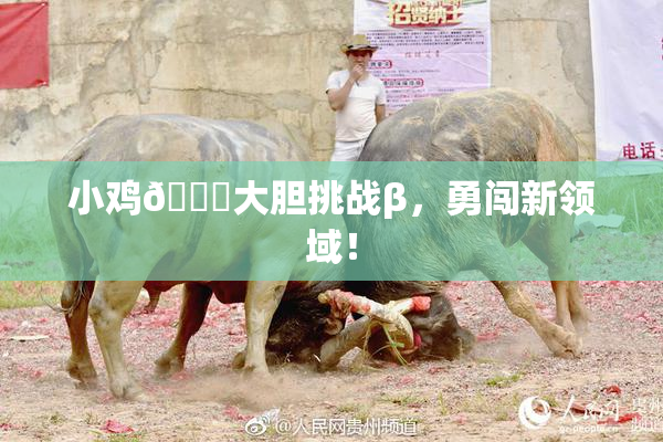 小鸡🐔大胆挑战β，勇闯新领域！