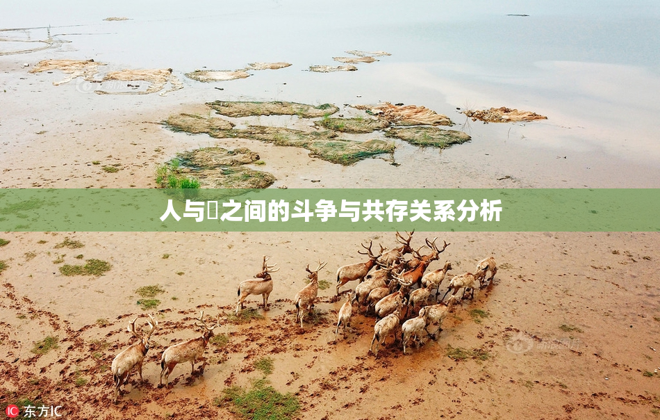 人与嘼之间的斗争与共存关系分析