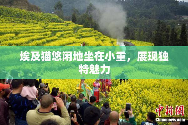 埃及猫悠闲地坐在小重，展现独特魅力
