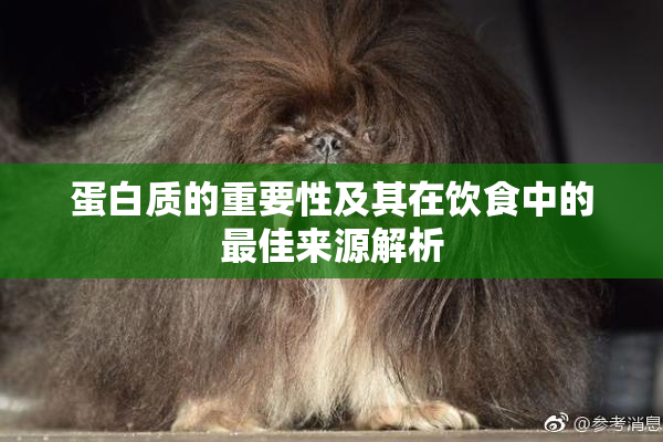 蛋白质的重要性及其在饮食中的最佳来源解析