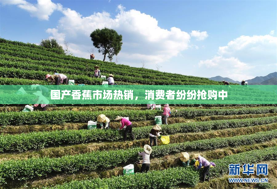 国产香蕉市场热销，消费者纷纷抢购中