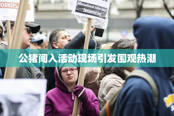公猪闯入活动现场引发围观热潮