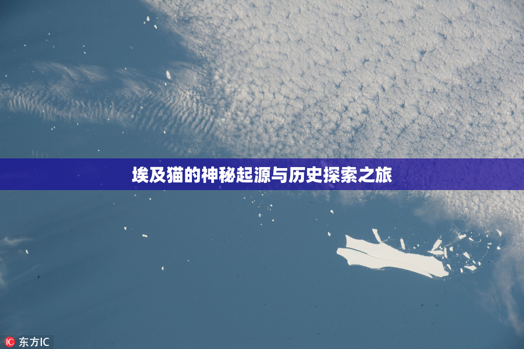 埃及猫的神秘起源与历史探索之旅