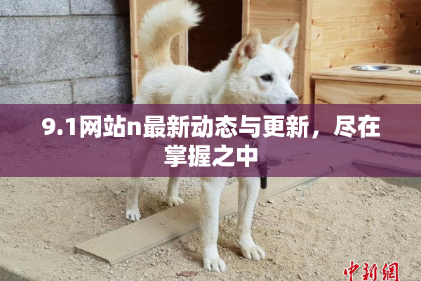 9.1网站n最新动态与更新，尽在掌握之中