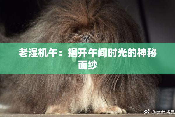 老湿机午：揭开午间时光的神秘面纱