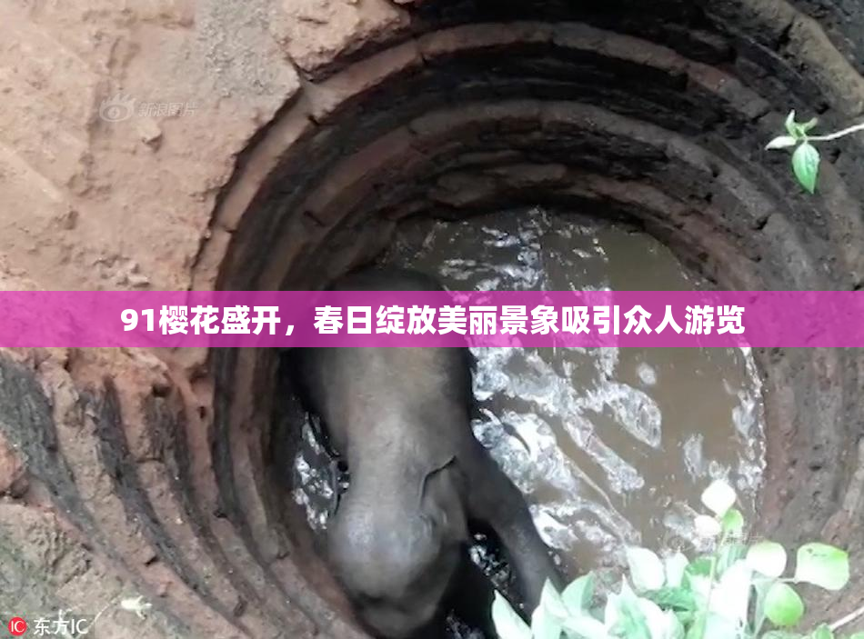 91樱花盛开，春日绽放美丽景象吸引众人游览