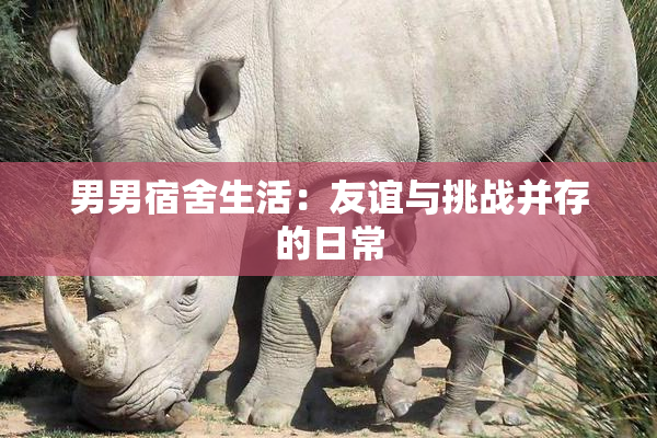 男男宿舍生活：友谊与挑战并存的日常
