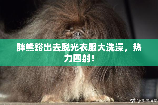 胖熊豁出去脱光衣服大洗澡，热力四射！
