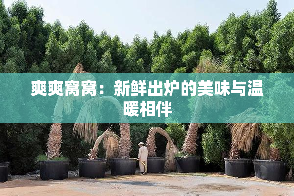 爽爽窝窝：新鲜出炉的美味与温暖相伴