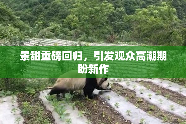 景甜重磅回归，引发观众高潮期盼新作