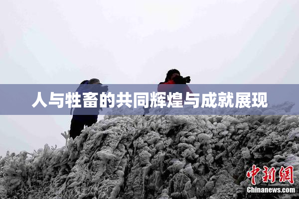 人与牲畜的共同辉煌与成就展现