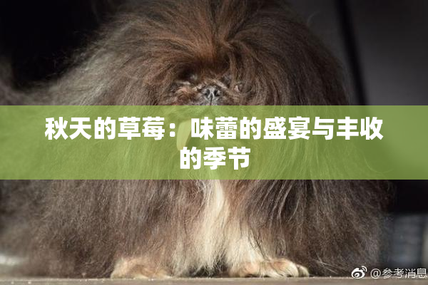 秋天的草莓：味蕾的盛宴与丰收的季节