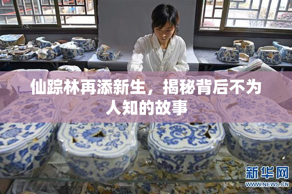 仙踪林再添新生，揭秘背后不为人知的故事