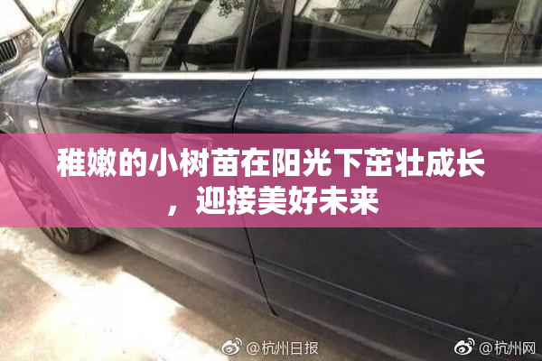 稚嫩的小树苗在阳光下茁壮成长，迎接美好未来