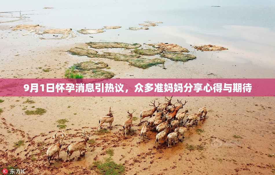 9月1日怀孕消息引热议，众多准妈妈分享心得与期待