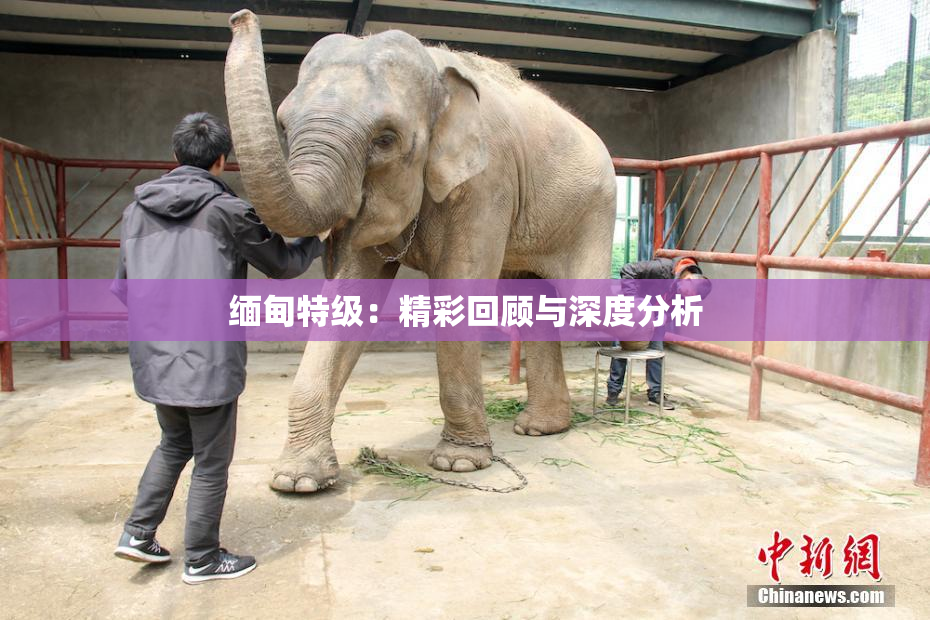 缅甸特级：精彩回顾与深度分析