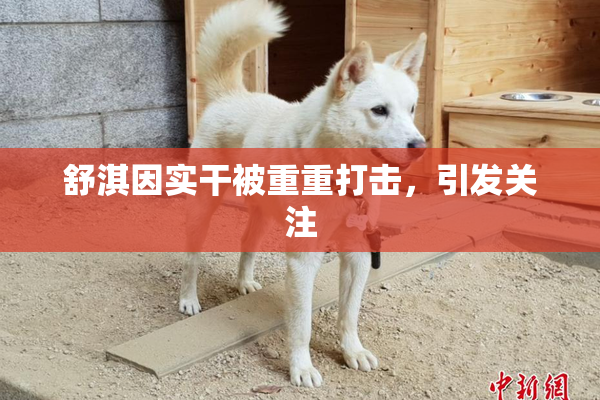 舒淇因实干被重重打击，引发关注