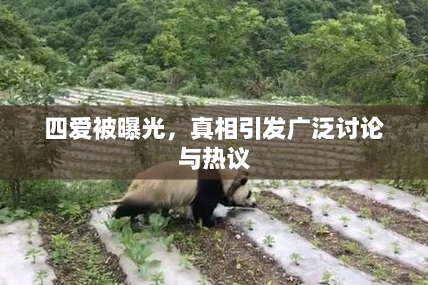 四爱被曝光，真相引发广泛讨论与热议