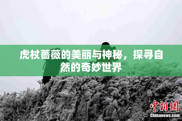 虎杖蔷薇的美丽与神秘，探寻自然的奇妙世界