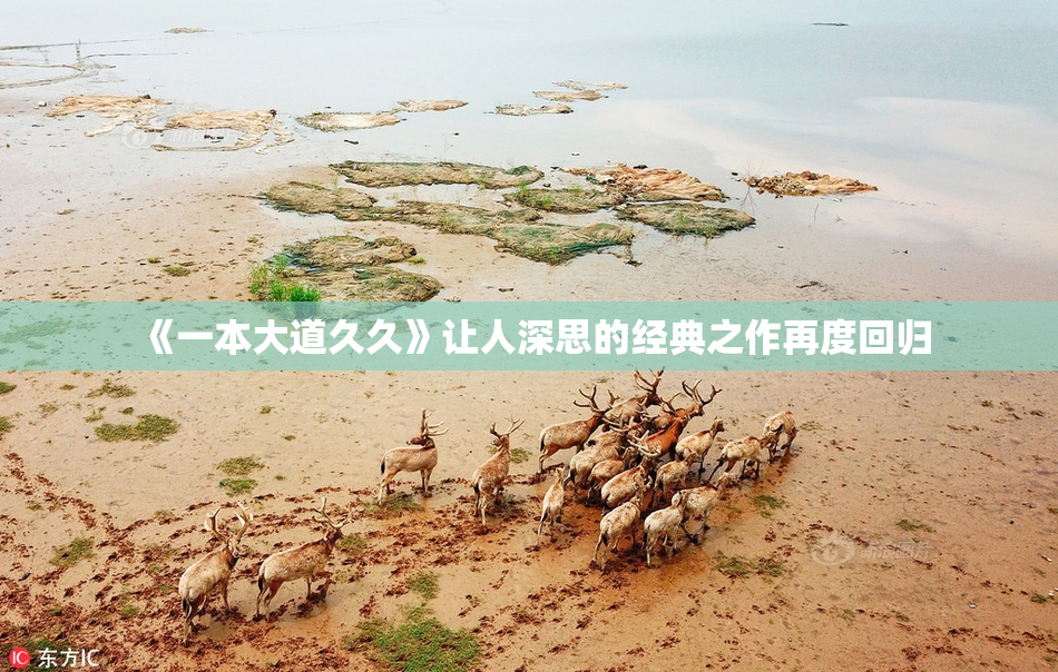 《一本大道久久》让人深思的经典之作再度回归