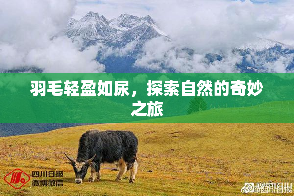 羽毛轻盈如尿，探索自然的奇妙之旅