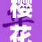 樱花9盛开时刻，春日紫色梦境再现