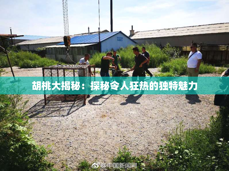 胡桃大揭秘：探秘令人狂热的独特魅力