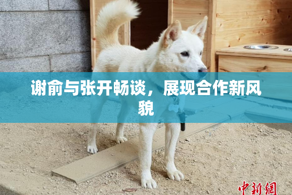 谢俞与张开畅谈，展现合作新风貌