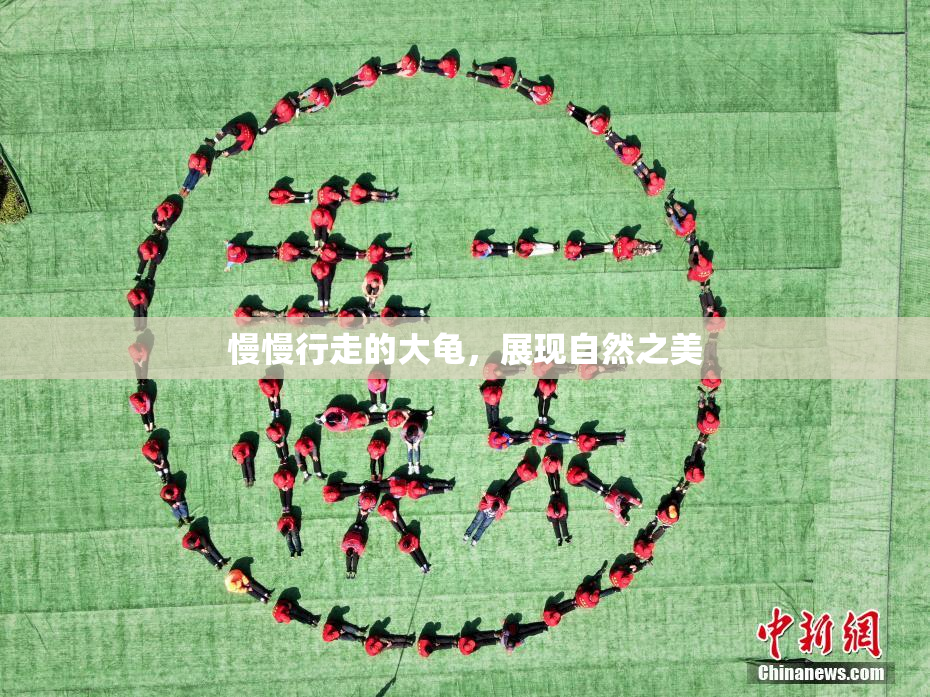 慢慢行走的大龟，展现自然之美