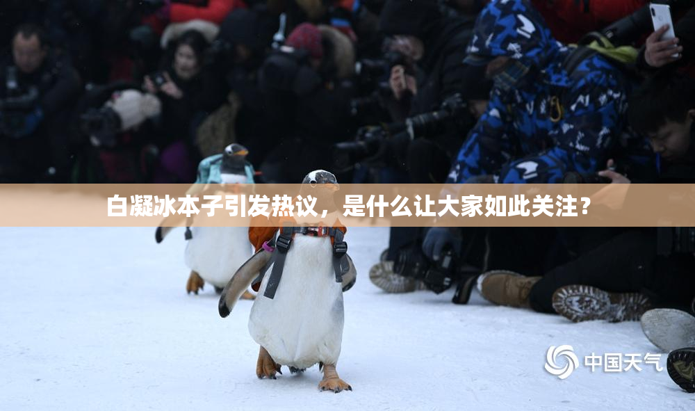 白凝冰本子引发热议，是什么让大家如此关注？